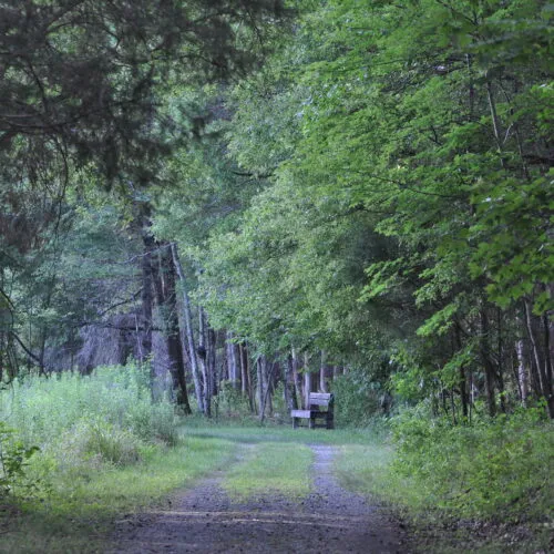 A scenic landscape of a faint road during midday that cuts through a forest of spring trees.